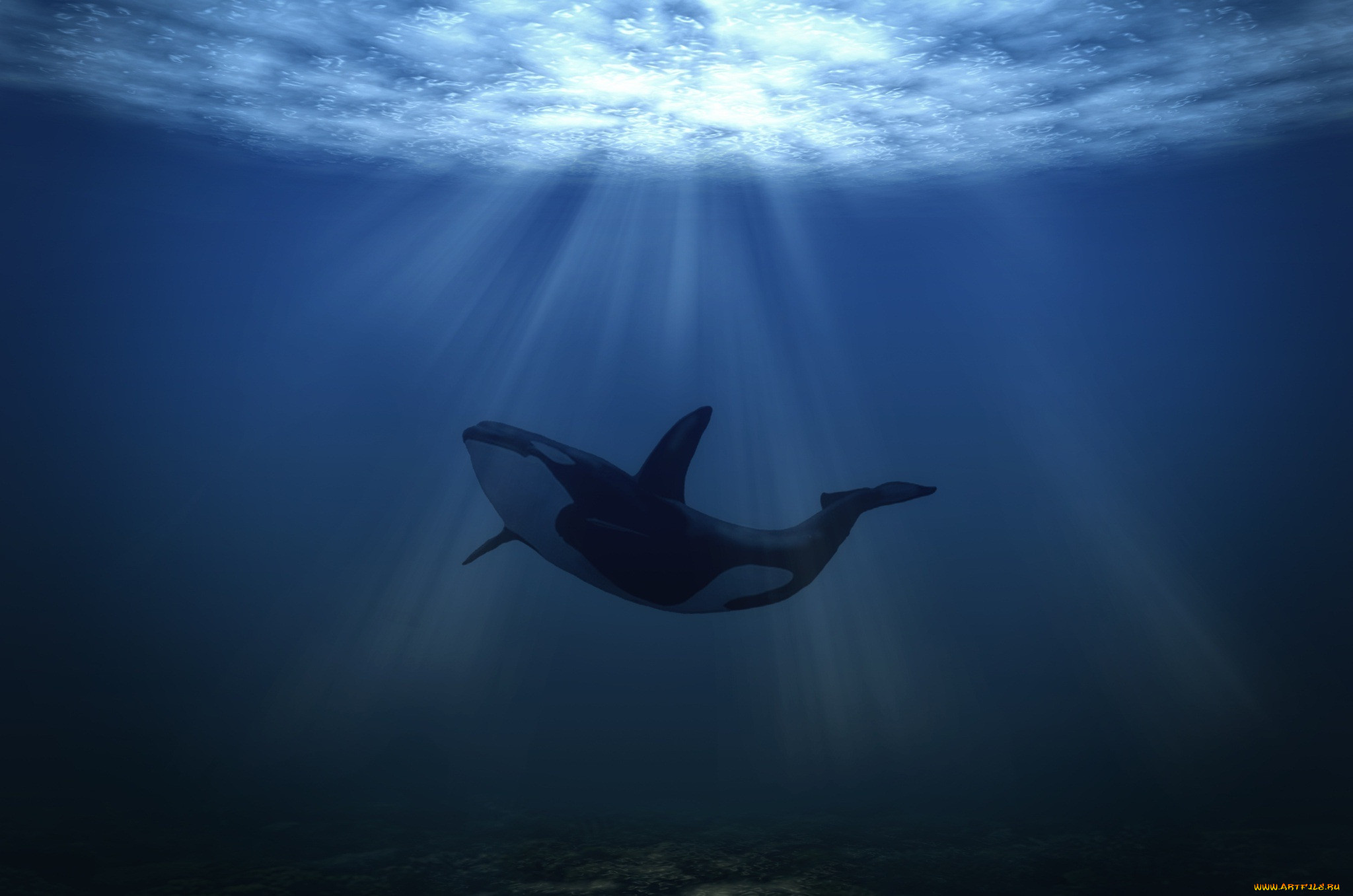 Дельфины уплывают в океан слушать. Кит-Касатка. Океан под водой. Подводный мир кит. Подводный мир касатки.